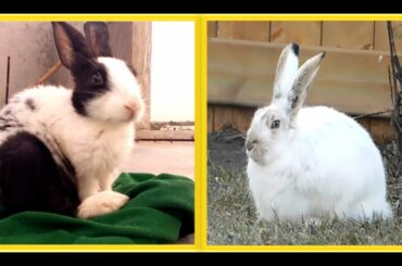 🐰🐇🤗 13 FUNNY BUNNY RABBIT VIDEOS [TRENDING COMPILATION 2020] - CUTE RABBITS