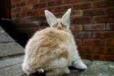 Baby Bunnies, 18 Days Old