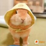 Cute bunny rabbit videos #rabbit #bunny