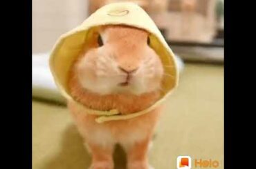 Cute bunny rabbit videos #rabbit #bunny