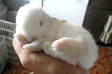 Sleepy baby bunny!!