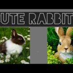 Cute baby rabbit version. Funny rabbit vedio. Bunny baby vedio Animal compilation 2020.