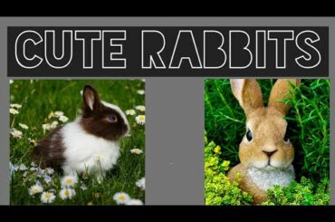 Cute baby rabbit version. Funny rabbit vedio. Bunny baby vedio Animal compilation 2020.