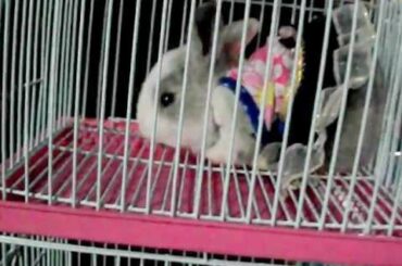 sweet baby bunnies wearing tiny dresses