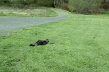 Tank and the Baby Bunny