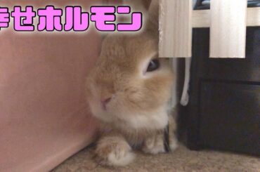 【可愛いうさぎ / Cute Rabbit】遊び疲れて休んでる姿を見るだけでも癒される！幸せホルモンで満たされた！ ネザーランドドワーフ / ドラちゃん#6