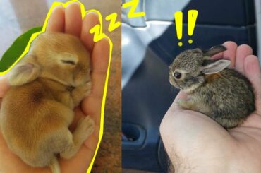 CUTE baby Rabbit | Cute funny animals | Cute rabbit
