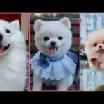 Cute Puppies | Duck Michael Jackson Moonwalk | Pet Kid Animals | Cute Puppies | Cute Love Story |