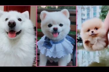 Cute Puppies | Duck Michael Jackson Moonwalk | Pet Kid Animals | Cute Puppies | Cute Love Story |