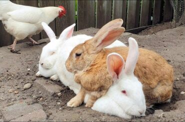 How bunnies spend their Sunday