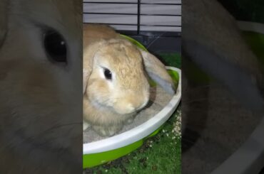 My cute bunny rabbit