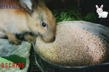 Rabbit#cute rabbit#rabbit girl# හාවන්@S&U Travel