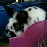 My cute bunny rabbit