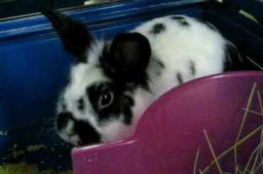 My cute bunny rabbit