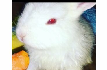 Baby rabbit cute carrot eating🥰