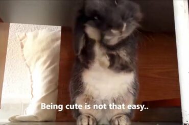 Pimky- This is me. Cute bunny