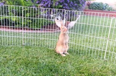 5 Flemish Giant Baby Bunnies Playing in the Grass