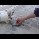 Rabbits Cute Baby  Food competition