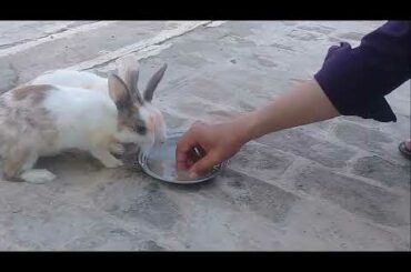 Rabbits Cute Baby  Food competition