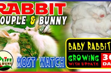 Rabbit Couple and Baby (Bunnies)