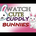 Funny and Cute Baby Bunny Rabbit Videos| Baby Animal Video|🐰🐇