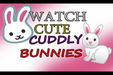 Funny and Cute Baby Bunny Rabbit Videos| Baby Animal Video|🐰🐇