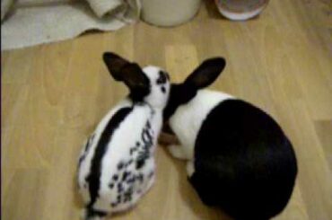 New Rabbit Bonding