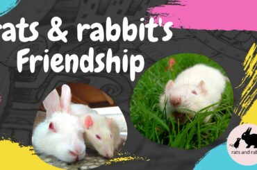 cute friendship of rats and rabbit I CUTE PET'S VIDEO