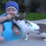 Rabbit Steals Babies Cracker!