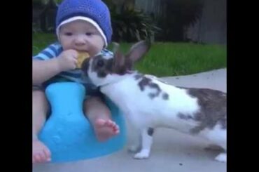 Rabbit Steals Babies Cracker!