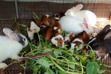 Rabbit - Cute Baby Rabbits Eating - Funny Baby Bunny Rabbit Videos Compilation - Cute Rabbits