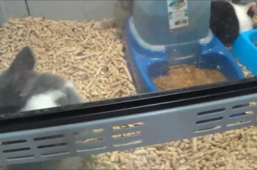 That's not a baby rabbit it's a hamster! ~ Thursday, October 11, 2013