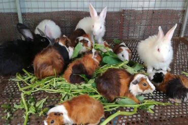 Cute Rabbits Eating Compilation - Funny Baby Bunny Rabbit Videos Compilation - Cute Rabbits - Rabbit