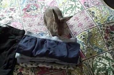 Cute Bunny Rabbit Helps Me Fold My Clothes