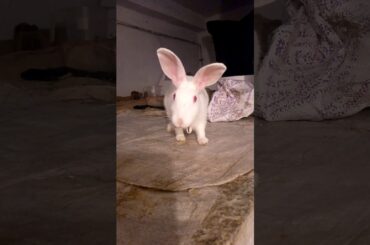My rabbit cute 2