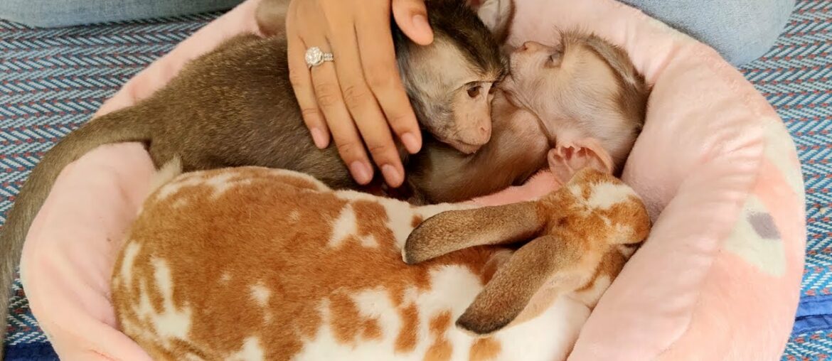 Mom Take Care Both Adorable Babies Monkey And Cute Rabbit Until They Are Sleep On Soft Pillow Mom Take Care Both Adorable Babies Monkey And Cute Rabbit Until They Are Sleep On Soft Pillow