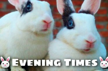 Very Cute Bunnies evening strolls!