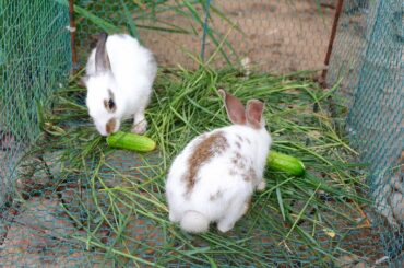My couple rabbit eating cucumber and grass very fast - Maboom Life