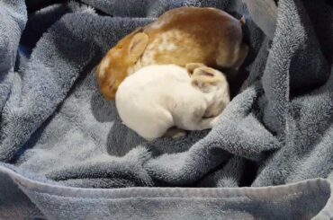 Baby Bunny Snuggle Time!