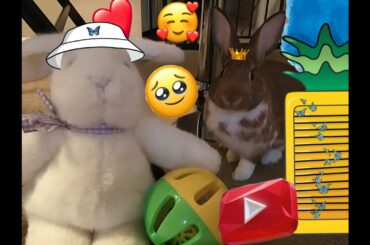 Cute Bunny video