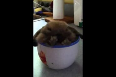 Baby Bunny in Tea cup