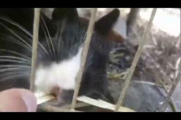 Cute Bunny eating straw.