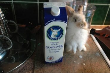 GOATS MILK baby bunny rabbit PATCH