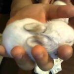 baby bunnies for sale !!