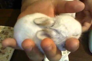 baby bunnies for sale !!