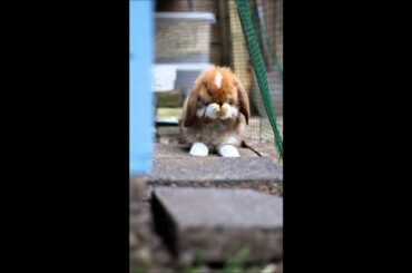 Cute French Lop Baby