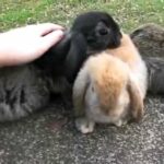 Beth's Litter ~ 6 Weeks Old ~ Baby Holland Lop Bunnies