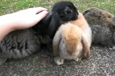 Beth's Litter ~ 6 Weeks Old ~ Baby Holland Lop Bunnies