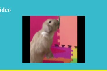 Cute bunny Peachy does amazing stand-up trick