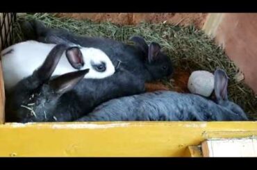 JACK AND JILL'S FAMILY || CUTE BUNNIES